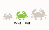 Medium Mud Crab Size